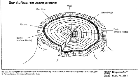 Stammquerschnitt: Borke (�ussere Rinde) -
                          Bast (innere Rinde) - Kambium mit Jahresringen
                          - Kern - Mark (aus: Dinges / Worm, S.1)