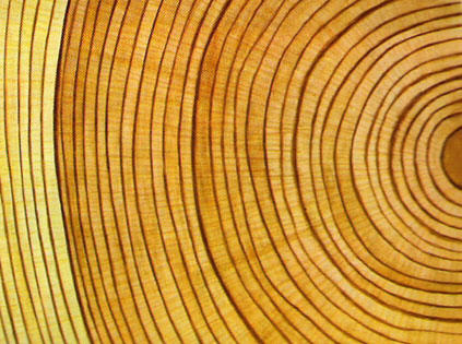 Jahresringe verschieden breit: Daran kann man das
              Klima eines Jahres ablesen