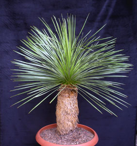 Dasylirion, z.B. Dasylirion
                      acrotrichum, ohne Jahresringe