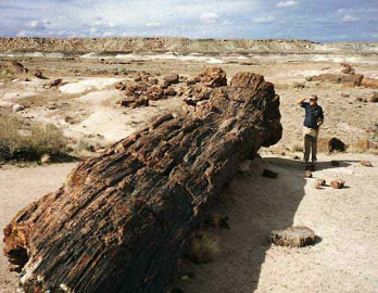 Versteinerte St�mme im Nationalpark
                      "Petrified Forest" ("versteinerter
                      Wald") in Arizona 02