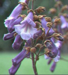 Blauglockenbaum, Bl�ten