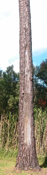 Blitzschlag am Baumstamm 02