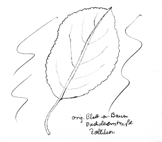 Fruchtbaum: Apfelbaum, Blatt