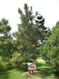 Elliot-Kiefer im Legendenpark (parque
                              de Leyendas) in Lima San Miguel