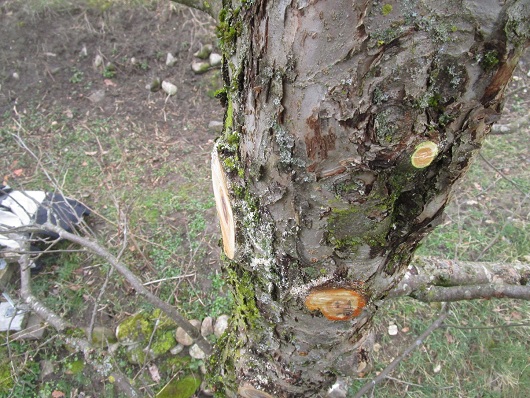 Sicht in den Apfelbaum,
                              Schnitte am Stamm