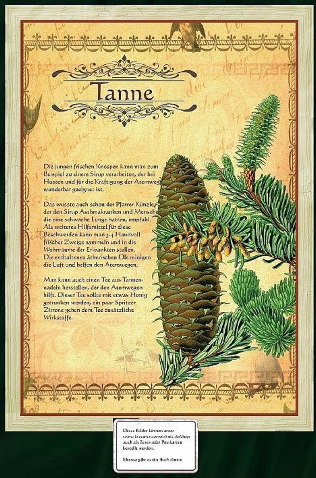 Heilwirkung der Rottanne Heilwirkung der
Rottanne