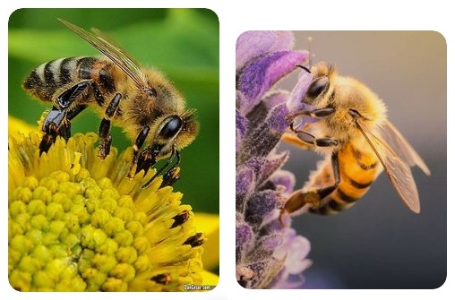 Bienen an Blüten Bienen an Blüten