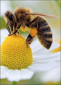 Biene mit Pollen an einer Blüte Biene mit
Pollen an einer Blüte