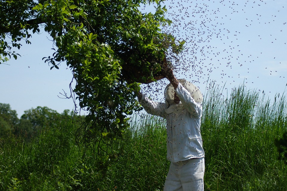 Bienenschwarm wird vom Imker eingefangen Bienenschwarm wird vom Imker eingefangen