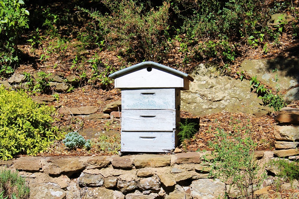 Bienenstock in einer Wärmefalle mit Steinboden und
Steinwand im Hintergrund Bienenstock in einer
Wärmefalle mit Steinboden und Steinwand im Hintergrund
