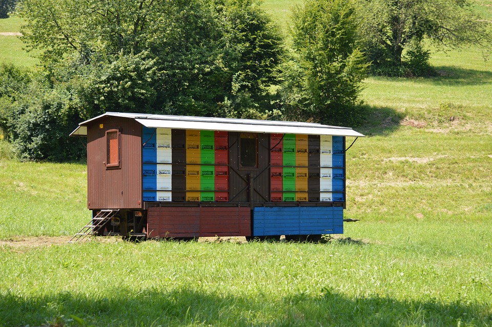 Grosser Zirkuswagen-Anhänger als mobiles
Bienenhaus Grosser Zirkuswagen-Anhänger als
mobiles Bienenhaus