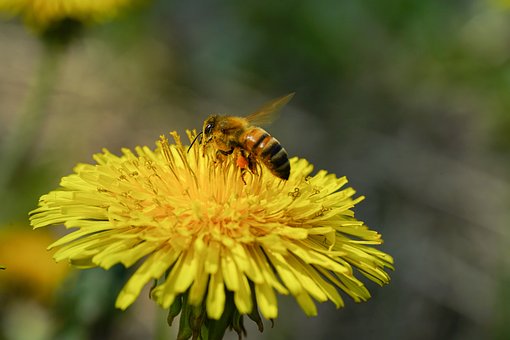 Biene an Löwenzahnblüte Biene an
Löwenzahnblüte