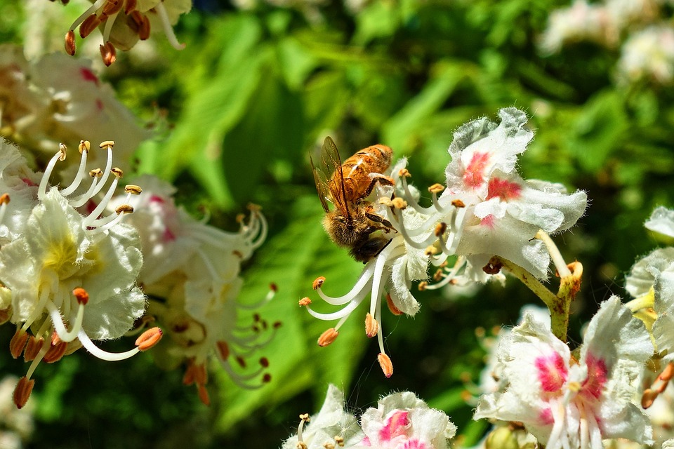 Biene an Kastanienblüte Biene an
Kastanienblüte