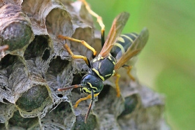 Schweizer Wespenart am Genfersee "Polistes
helveticus" Schweizer Wespenart am
Genfersee "Polistes helveticus"