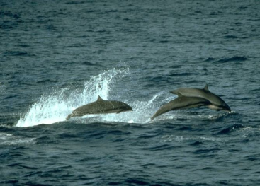Lass die Delphine frei im Meer springen und
                  schwimmen!