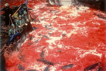 Abschlachten von
              Delphinen im Hafen Futo, Japan