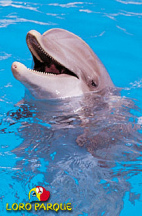 Ein Delpin in
                        Gefangenschaft im Delphinarium auf den Kanaren
