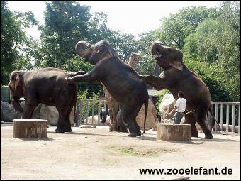 Elefantennummer "Kette"