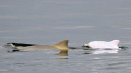 Weisser Albino-Delfin in Brasilien Weisser Albino-Delfin in Brasilien