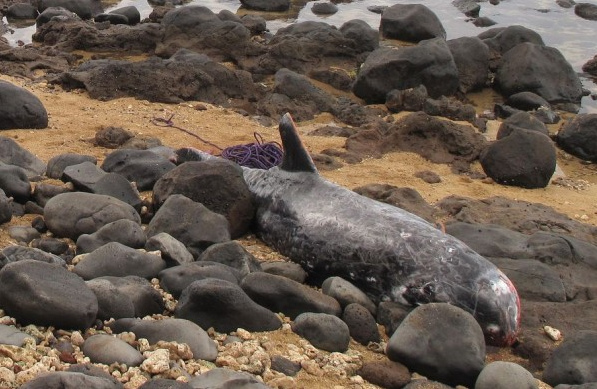 Toter
Rundkopfdelfin im Pazifik, Dezember 2012 Toter Rundkopfdelfin im
Pazifik, Dezember 2012