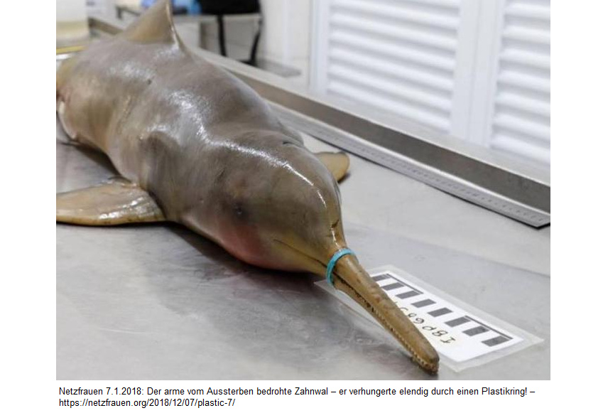 Zahnwal (Flussdelphin) verhungert durch
Plastikring an der Schnauze - Meldung von
Netzfrauen 7.12.2018 Zahnwal
(Flussdelphin) verhungert durch Plastikring an
der Schnauze - Meldung von Netzfrauen 7.12.2018