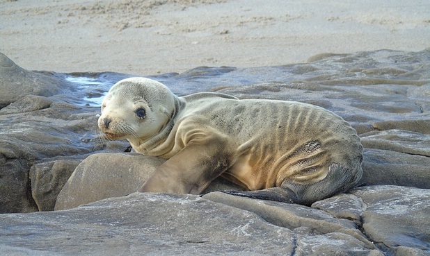 Kalifornien, ausgehungertes Seehundebaby