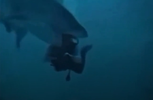 Malediven am 29.11.2024: Hai hat Hunger Malediven am 29.11.2024: Hai hat Hunger