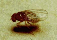 Fruchtfliegen, l�stig und mit einigen Tricks
                    vermeidbar