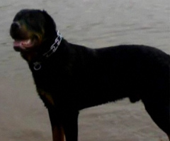 Z�rnigall,
              Rottweiler mata a ni�o de 3 a�os