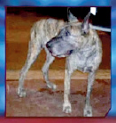 Ese perro
              Gran Dan�s "Lemonade" mat� a su due�a Barbara
              Chambers (59 a�os) de Garland (Texas)