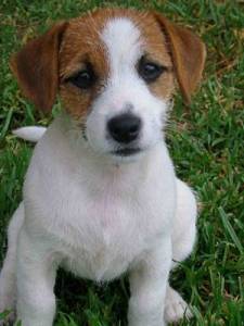 Un perro de
              casa, un Jack Russel Terrier