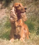 El Spaniel
              ingl�s es un perro que siempre busca y no muerde