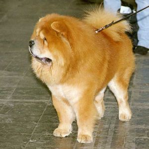 Perro de caza
              Chow-Chow