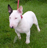 Perro de pelea, un
                        Bullterier como bebe [5]
