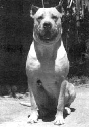 Perro
                        de pelea "Cordob�s" [54], una cruce
                        entre Bullterrier, B�xer, Mastin, y Bulldog en
                        Argentina [79]; hoy (2010) es extinto esa raza
                        destructiva [80]]