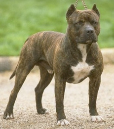 American
            Pitbull Terrier (einfach "Pitbull"), ein
            unberechenbarer M�rderhund