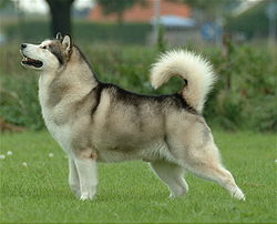 Perro de
              trineo Alaskan Malamute