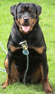 Perro
                        guardi�n Rottweiler (01), ese perro es muy
                        agresivo y es el perro que muerde muchisimo a la
                        gente