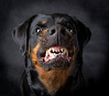 Die Hunderasse Rottweiler
                        ist ein guter Wachhund zur Herdenhaltung gegen
                        B�ren, aber in geschlossenen H�usern sehr
                        aggressiv