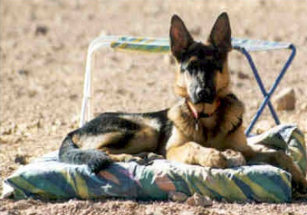 Perro guardi�n perro
                        pastor [11]