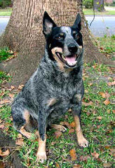 Der Australische
                        Herdenhund ("Australian Cattle Dog")
                        kann auch aggressiv werden.