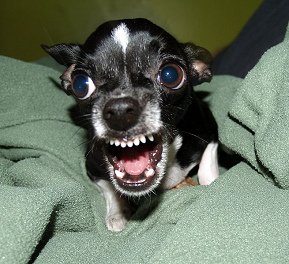 Perro
                        peque�o Chihuahua agresivo con sus dientes
                        completos [21]