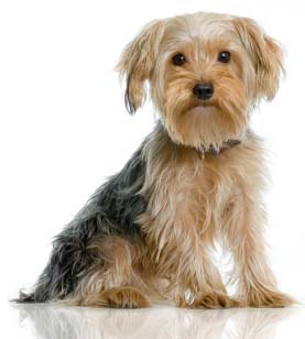 Un perro
              peque�o Yorkshire Terrier [43], matado por un Pitbull