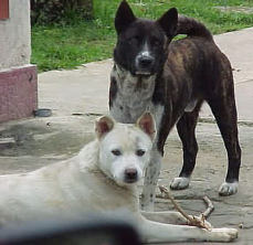 Perros de la calle
                        en Bali (Indonesia) [110]