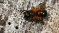 Wildbiene, rostrote Mauerbiene