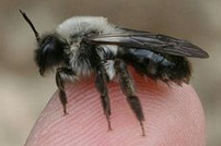 Wildbiene,
                    Weiden-Sandbiene