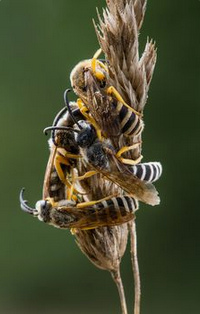Wildbiene, gelbbindige
                      Furchenbiene Halictus scabiosus