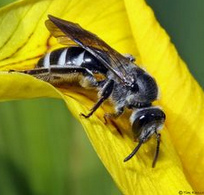 Wildbiene, Furchenbiene
                      Lasioglossum sexnotatum