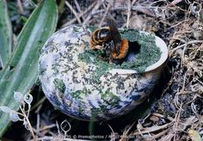 Wildbiene: Rote
                            Schneckenhaus-Mauerbiene (Osmia aurulenta)