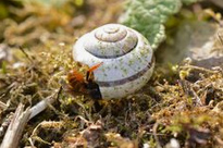 Wildbiene:
                              Zweifarbige Schneckenhaus-Mauerbiene
                              (Osmia bicolor) an einem Schneckenhaus